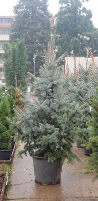 Picea pungens 'Hoopsii' – Cpeápècò cìúp÷