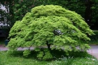 Acer palmatum, Разсеченолистен Японски клен