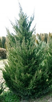 Juniperus chinensis Ketelerii