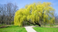 Salix babylonica/ alba Tristis, Жълта плачеща върба