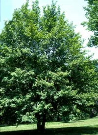Acer campestre, Полски клен