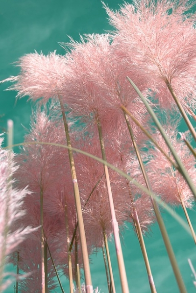 Cortaderia selloana 'Pink Feather' -Розова пампаска трева, Пампаска трева розово перо
