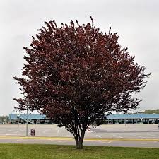 Prunus cerasifera Nigra, Червенолистна Джанка