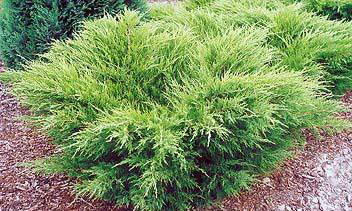 Juniperus media Mint Julep