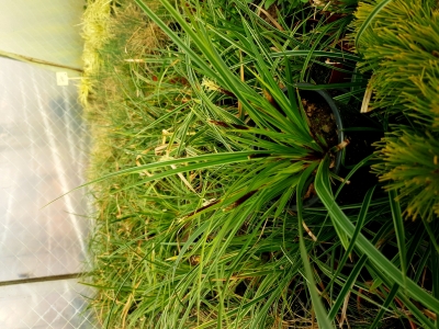 Carex morrowii 'Ice Dance'-   