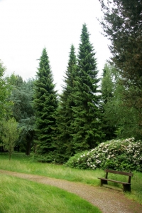 Picea omorika-  