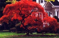 Acer palmatum Atropurpureum ,   