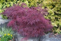 Acer palmatum Dissectum Atropurpureum,      