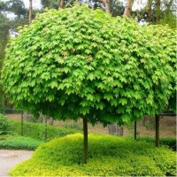 Acer platanoides Globosum,  