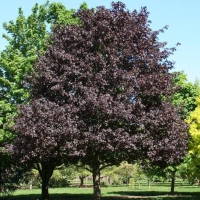 Acer platanoides Royal Red,  
