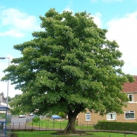 Acer pseudoplatanus,  
