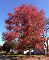 Acer rubrum,  