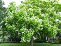 Catalpa bignonioides, 