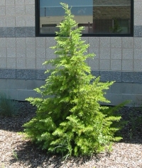  - Cedrus libani,  