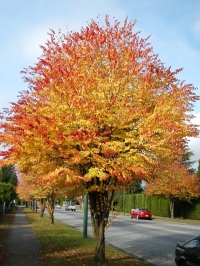 Cercidiphyllum japonicum,  