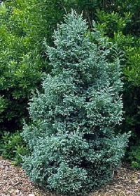  - Chamaecyparis pisifera Bouleward,  