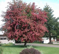 Crataegus leavigata Paul`s Scarlet,   