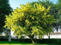 Laburnum watereri Vossii,   