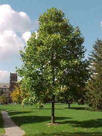 Liriodendron tulipifera,  