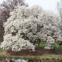 Magnolia Kobus,  