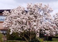 Magnolia soulangiana,  