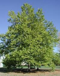 Platanus  acerifolia, , 