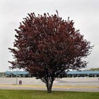 Prunus cerasifera Nigra,  