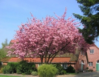 Prunus serrulata Kanzan,   