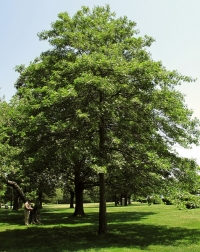 Querqus palustris,  