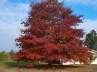 Querqus rubra,   