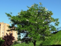 Robinia pseudoacacia,  , 