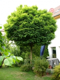 Robinia pseudoacacia Umbraculifera,  