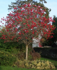 Sorbus aucuparia, 