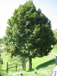 Tilia platyphyllos, T. grandifolia,  