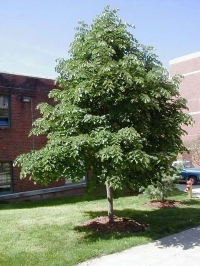 Tilia tomentosa, T. argentea,  