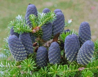 Abies koreana  	( )