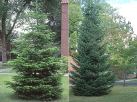 Abies nordmaniana,  )