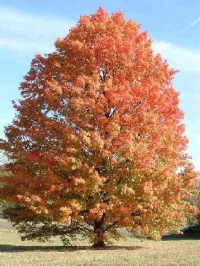 Acer saccharinum,  