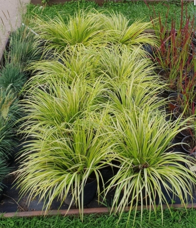 Acorus gramineus-  