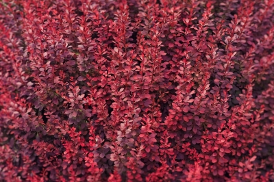 Berberis thunbergii 'Atropurpurea'- ,  