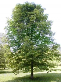 Castanea sativa,   