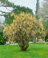 Corylus avelana Contorta,  