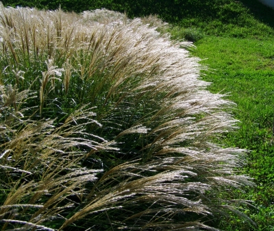 Miscanthus sinensis- ,  ,  