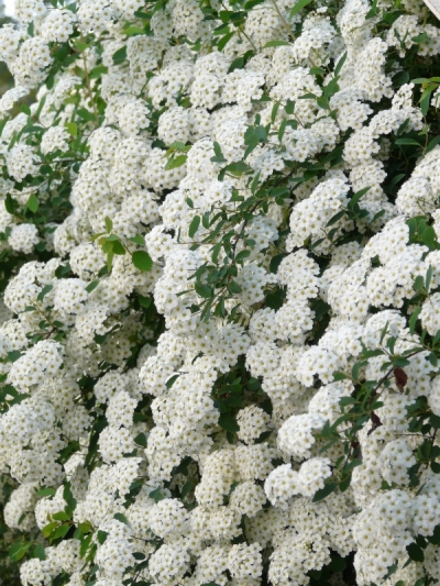 Spiraea X vanhouttei -   