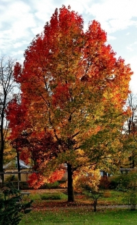 Liquidambar styraciflua, 