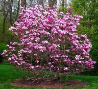 Magnolia liliflora Nigra,  