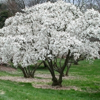 Magnolia stellata,  