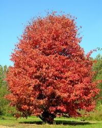 Parrotia persica,  