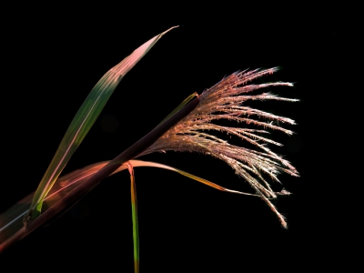 Miscanthus sinensis 'Samurai' -  
