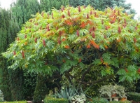 Rhus typhina,  ,  